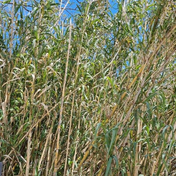 Arundo donax Leaf