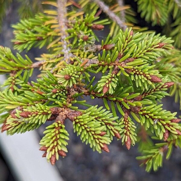 Picea abies Fulla