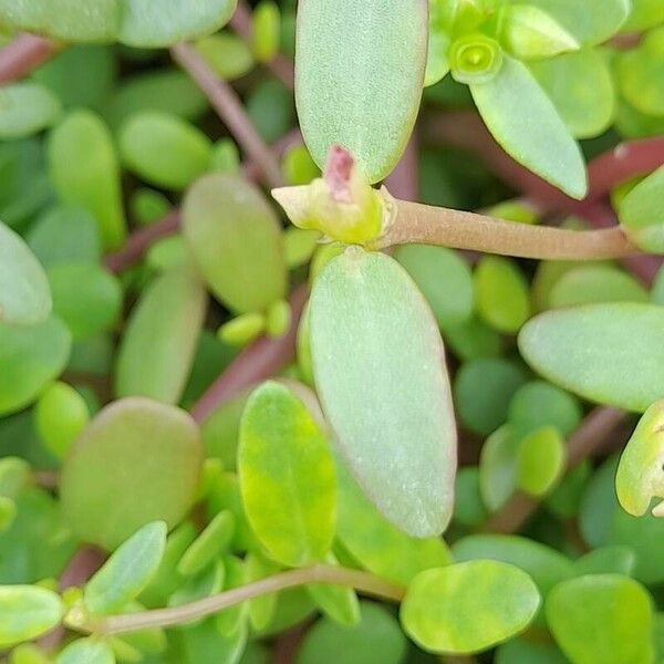 Portulaca umbraticola ᱥᱟᱠᱟᱢ