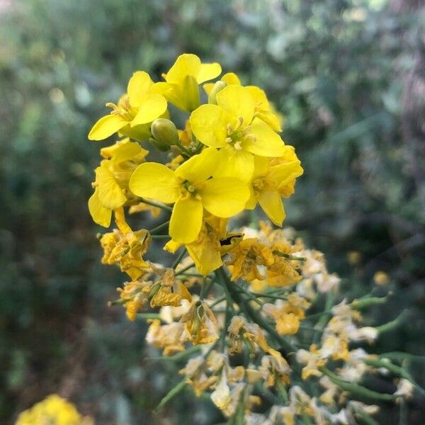 Brassica rapa Květ