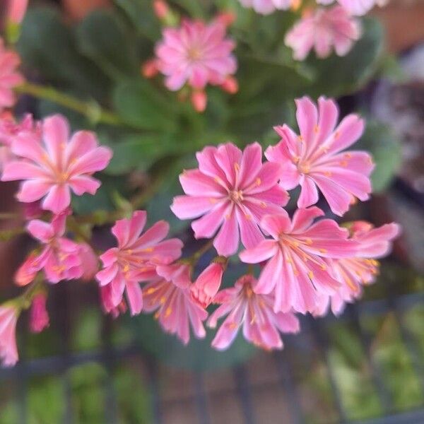 Lewisia cotyledon 花