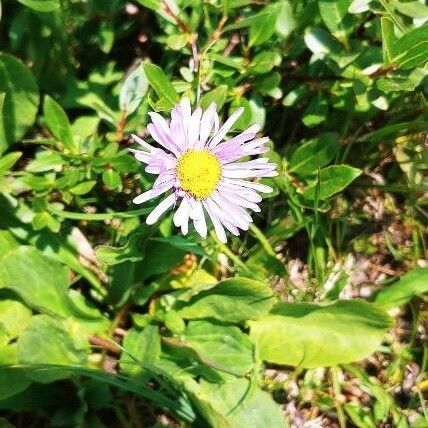 Erigeron peregrinus Blüte