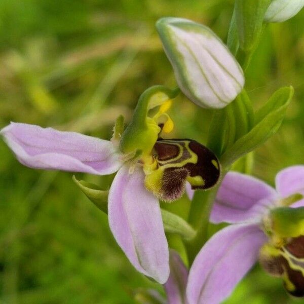 Ophrys apifera Λουλούδι