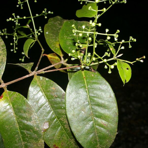 Myrcia fallax Leaf