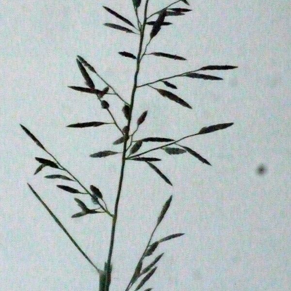 Eragrostis barrelieri Ostatní