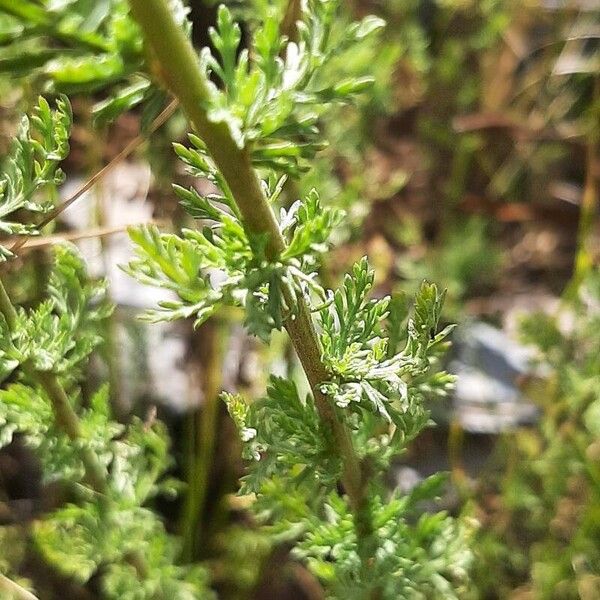 Achillea ligustica Leaf