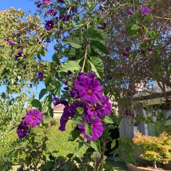 Solanum laciniatum Blomst