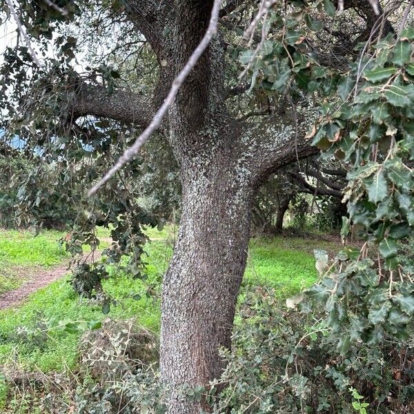 Quercus rotundifolia Kéreg