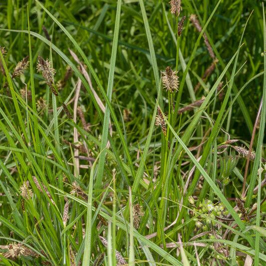 Carex hirta Folha
