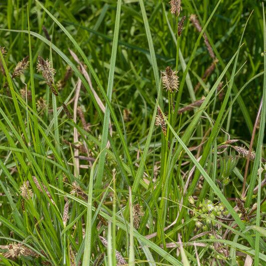 Carex hirta Blad