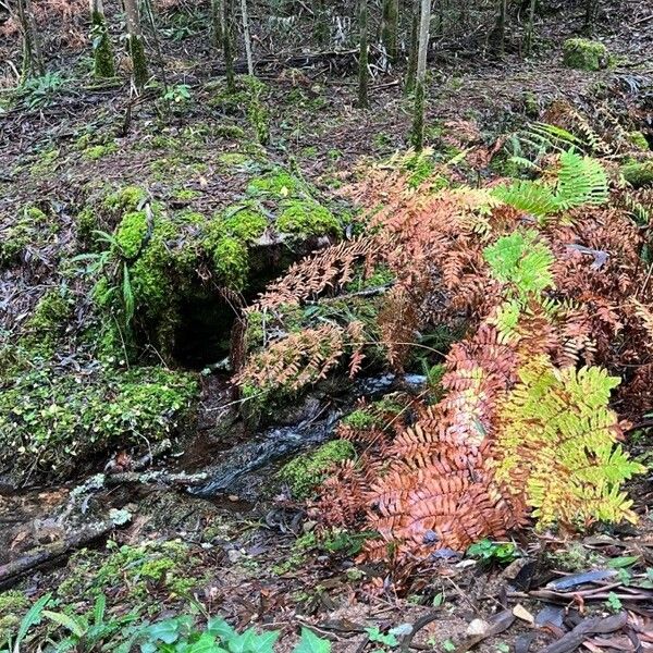 Osmunda regalis Blad