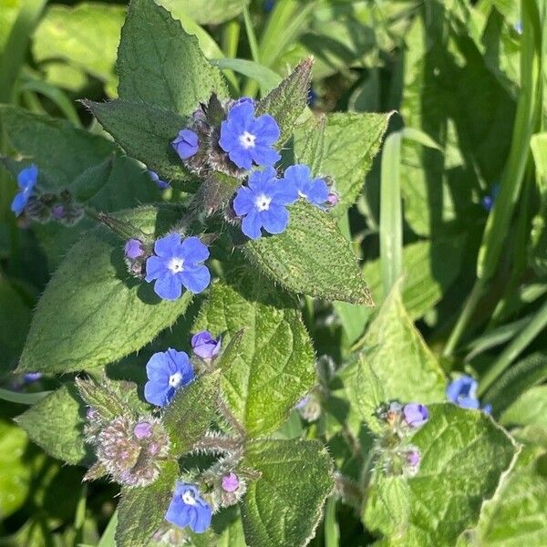 Pentaglottis sempervirens ফুল