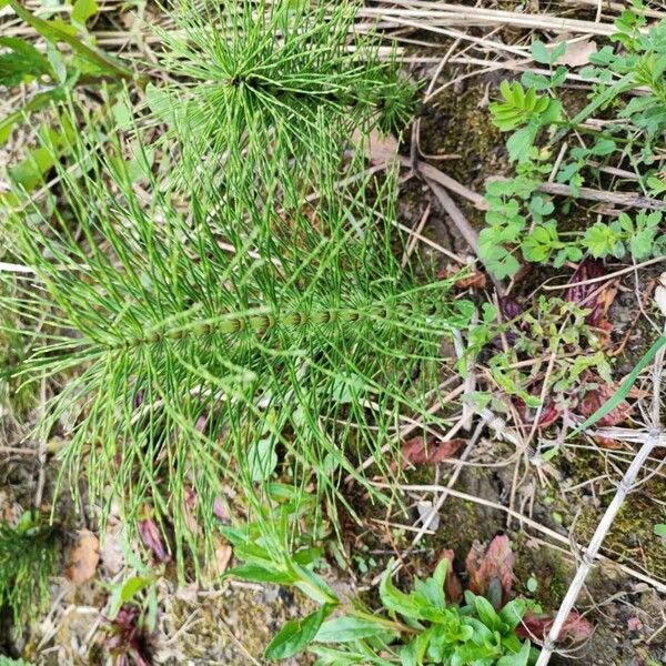 Equisetum telmateia Leaf