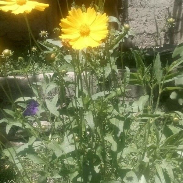 Coreopsis lanceolata Virág