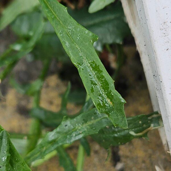 Senecio inaequidens Blad