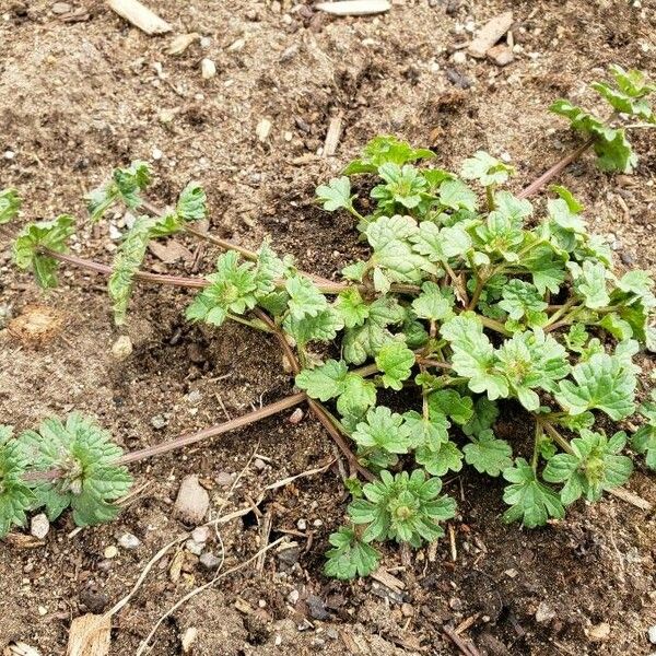 Lamium amplexicaule Hábito