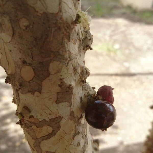 Plinia cauliflora Vili