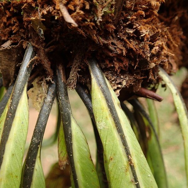 Asplenium africanum その他の提案