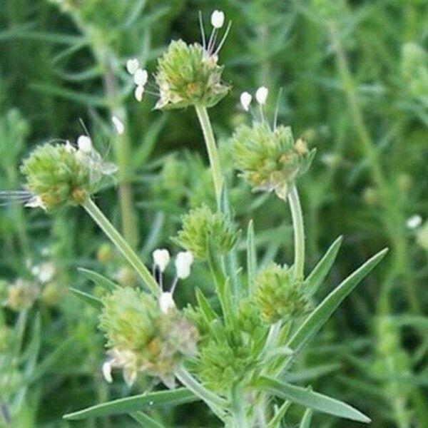 Plantago afra Kwiat