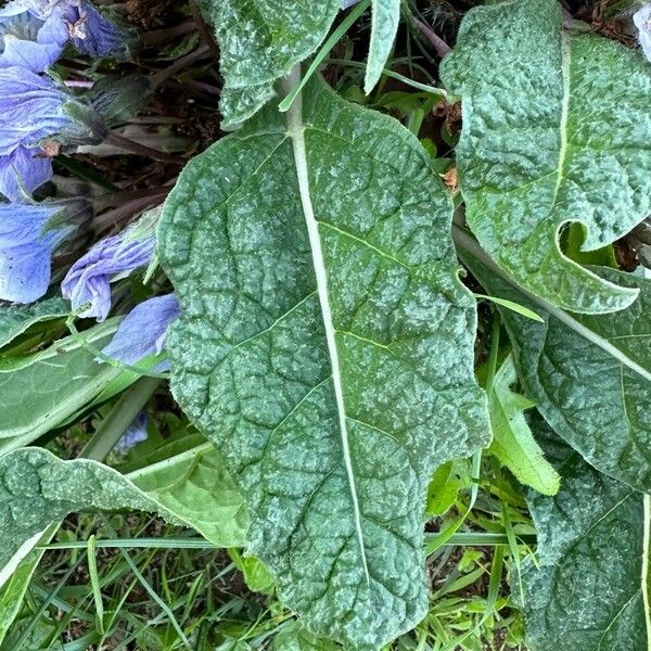 Mandragora officinarum Leaf