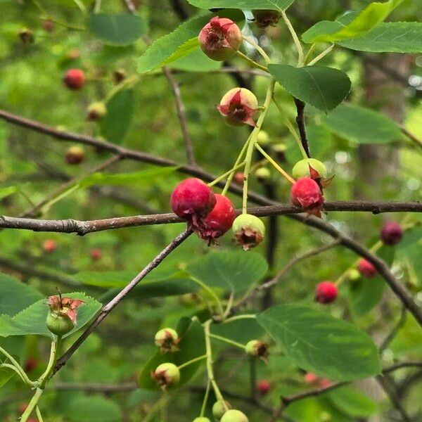 Amelanchier arborea Fruto