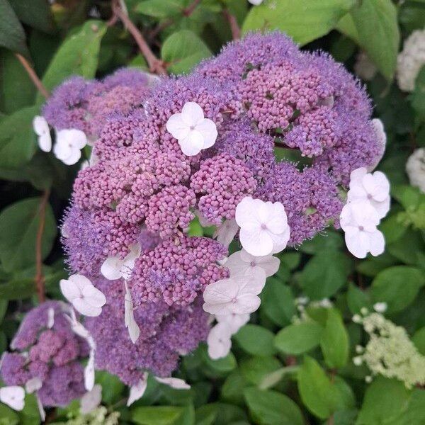 Hydrangea sargentiana Flower