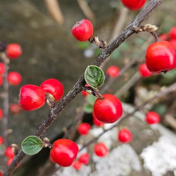 Cotoneaster franchetii Kůra