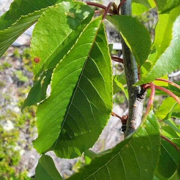 Prunus pensylvanica List