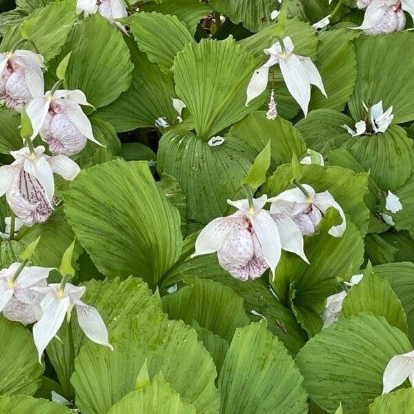 Cypripedium formosanum 花