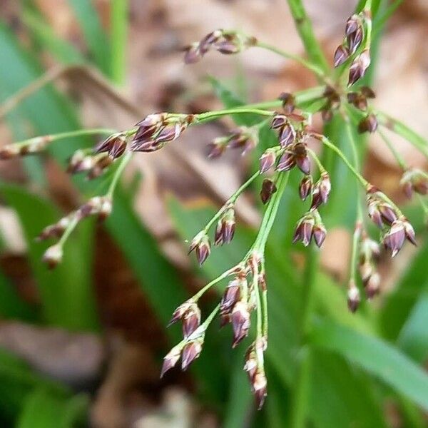 Luzula sylvatica Frutto