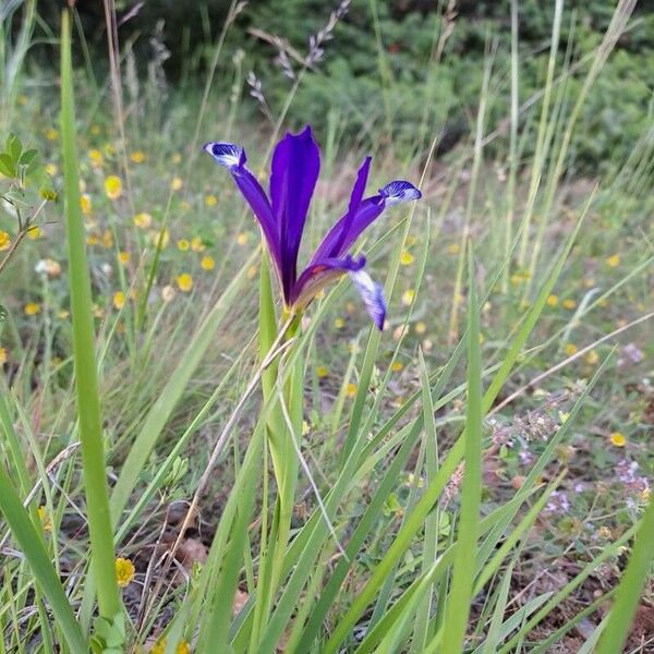 Iris spuria Fiore