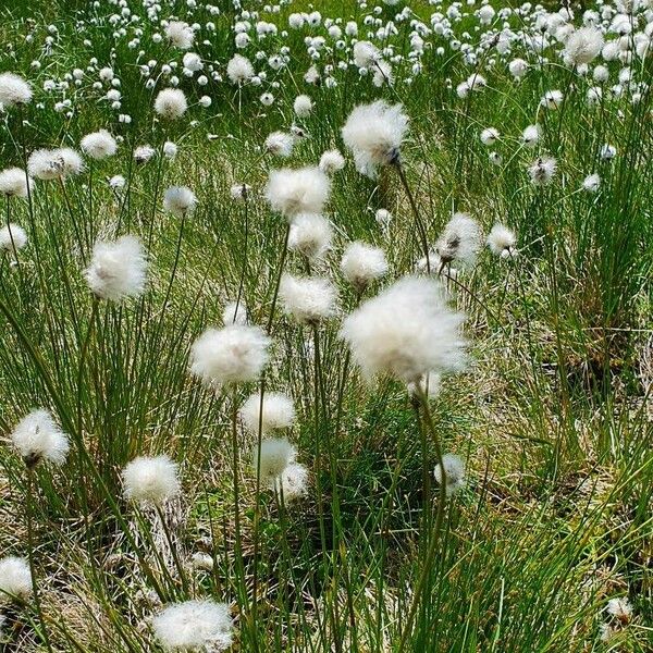 Eriophorum scheuchzeri Habitus