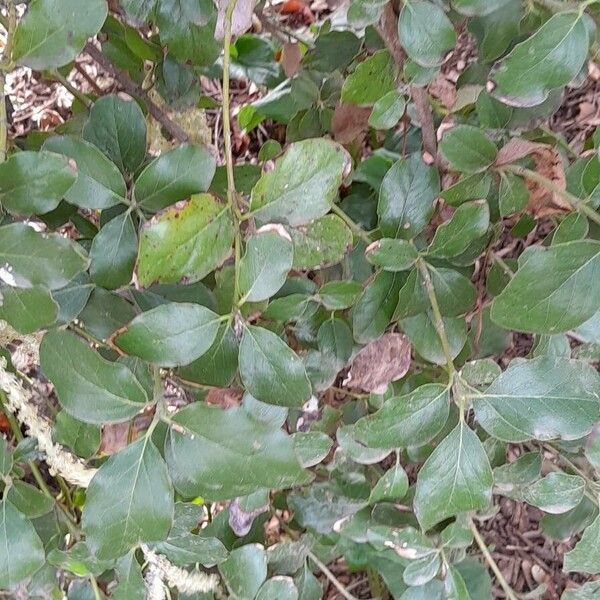 Garrya elliptica Leaf