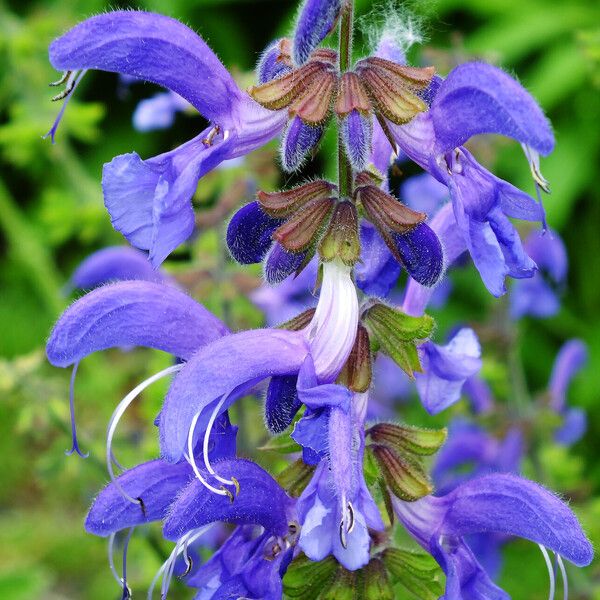 Salvia pratensis Flower