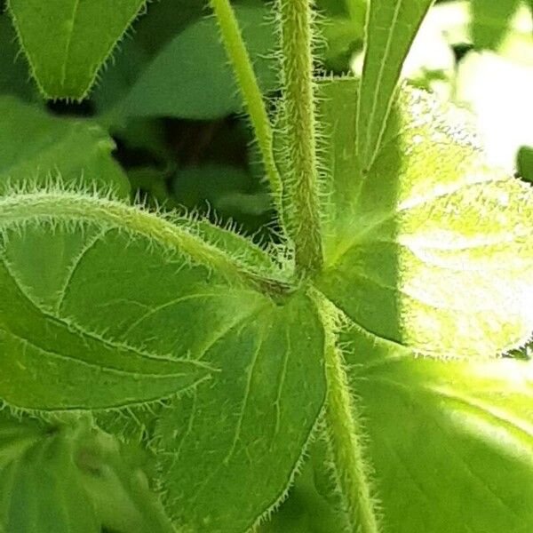 Silene pendula പുറംതൊലി