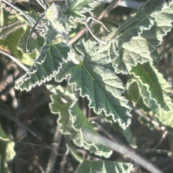 Convolvulus althaeoides Leaf