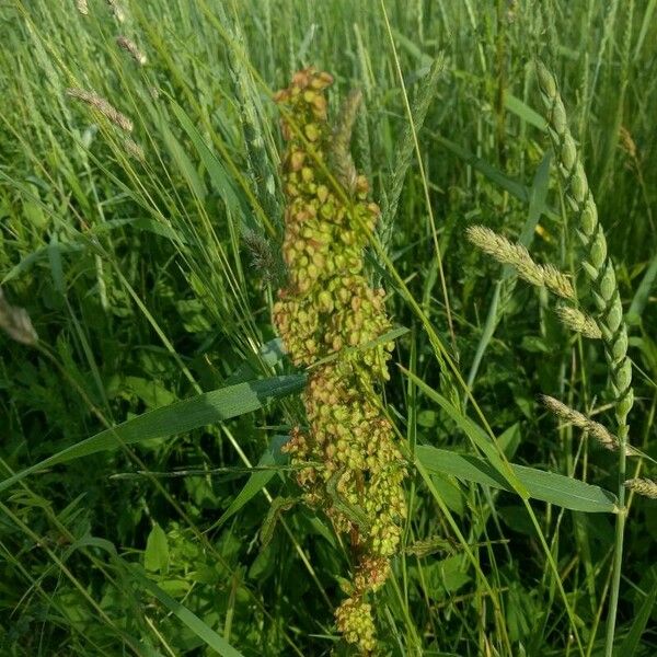 Rumex aquaticus Flower