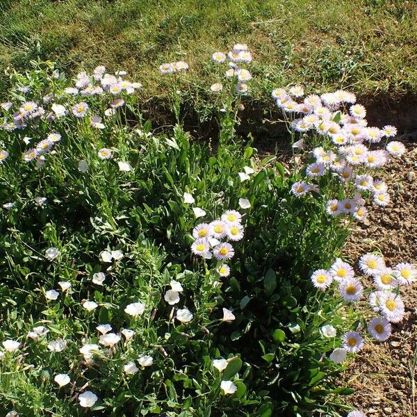 Erigeron glabellus Hàbitat