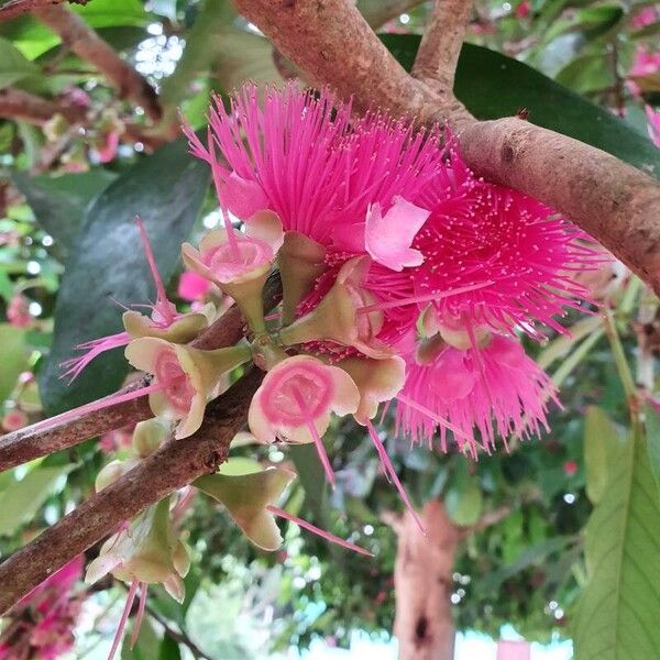 Syzygium malaccense Цветок
