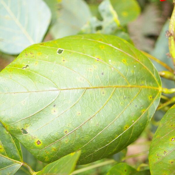 Erythrina globocalyx List