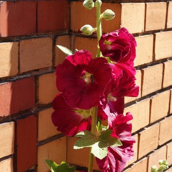 Alcea rosea Kwiat