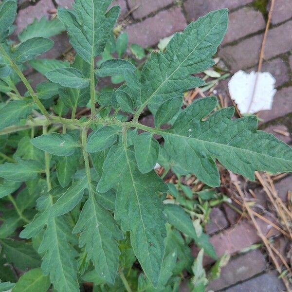 Solanum lycopersicum Leaf