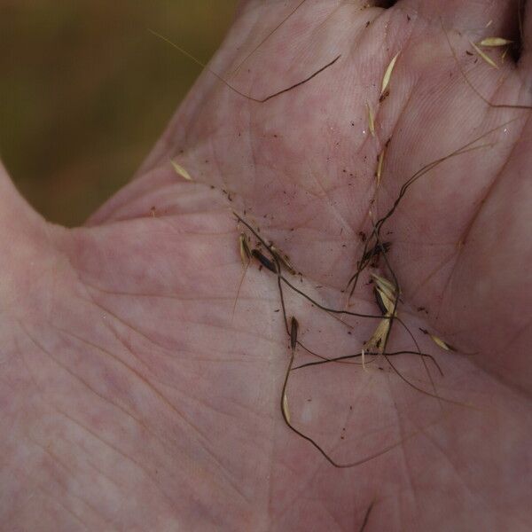 Themeda quadrivalvis ᱵᱟᱦᱟ