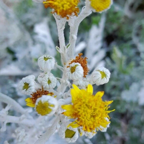 Jacobaea maritima Цвят