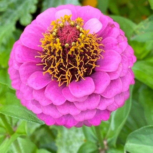 Zinnia elegans Blomma