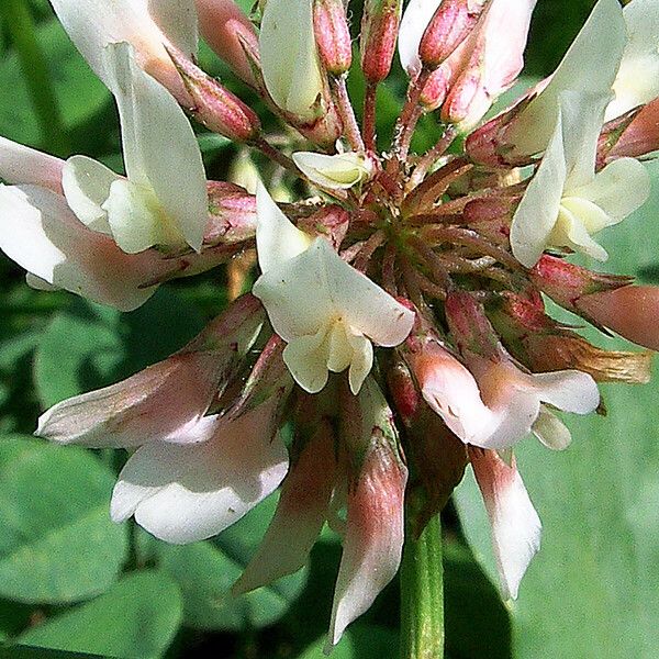 Trifolium repens 花