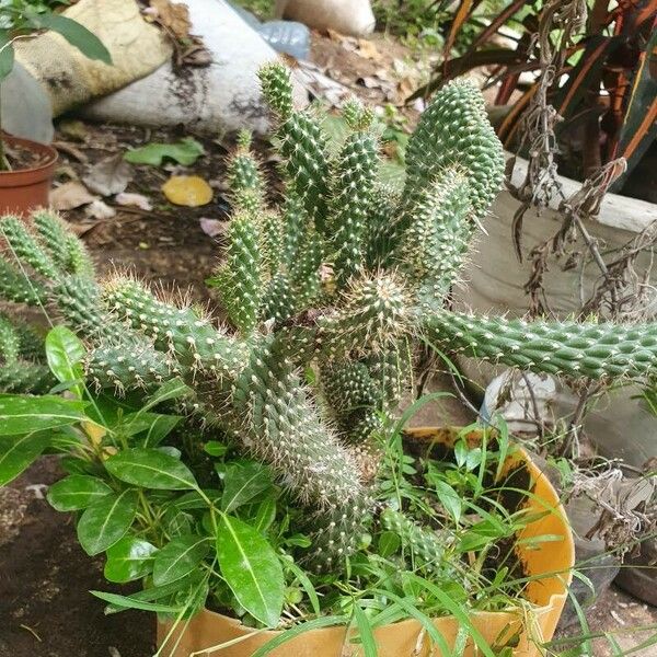 Cylindropuntia fulgida Kukka