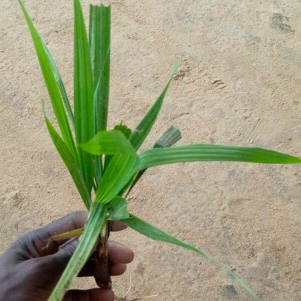 Eleutherine bulbosa Blad