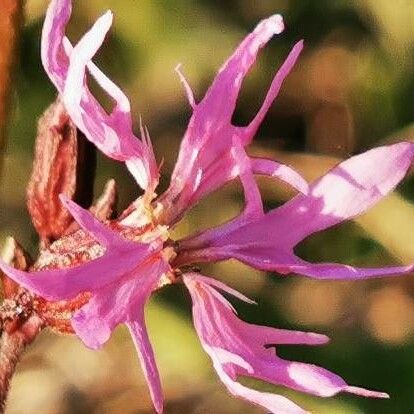 Lychnis flos-cuculi Квітка