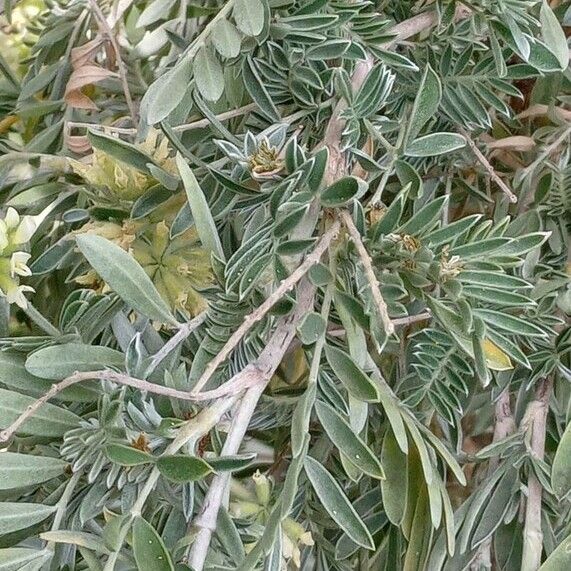 Anthyllis barba-jovis Leaf
